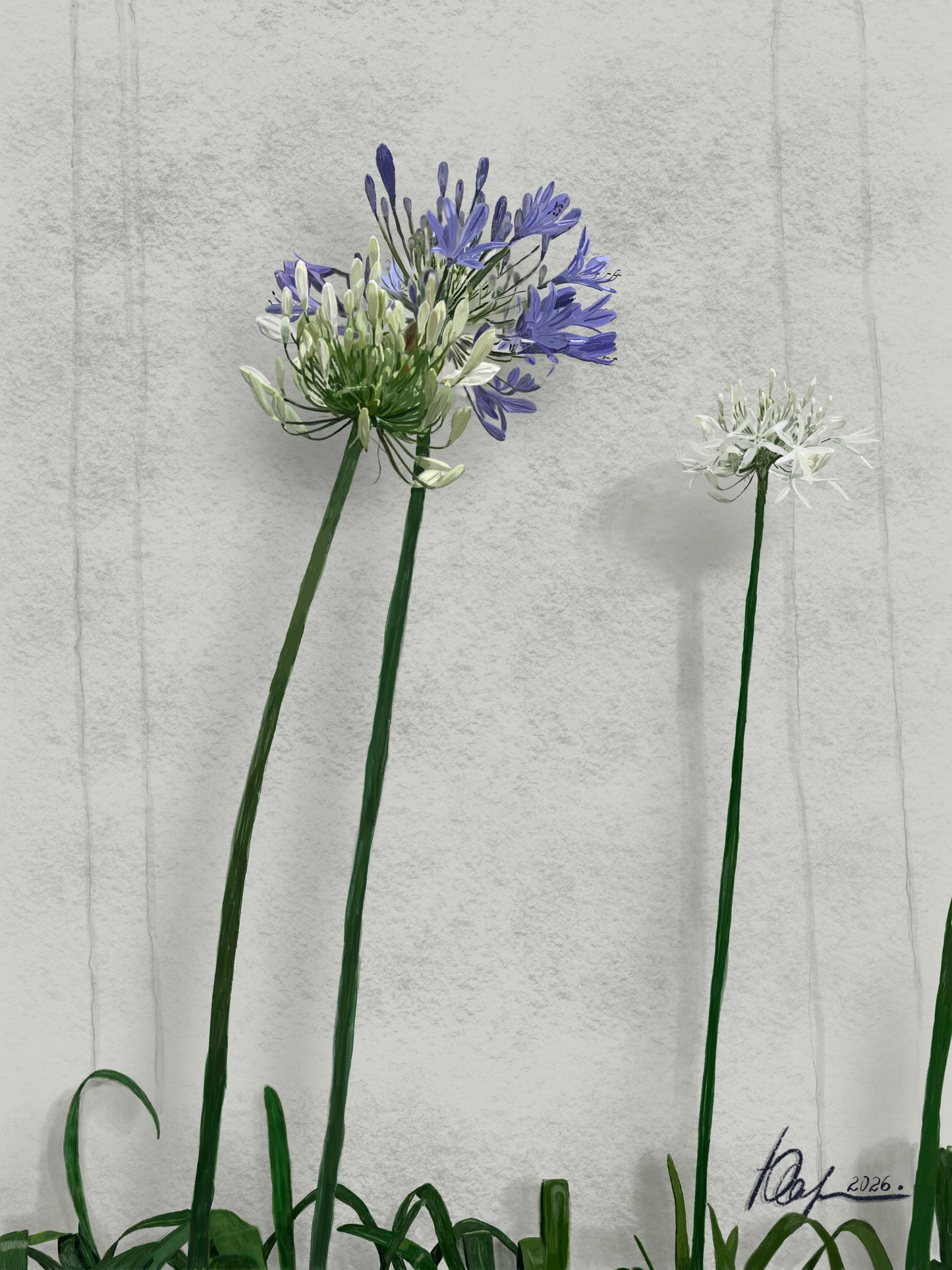 Agapanthus